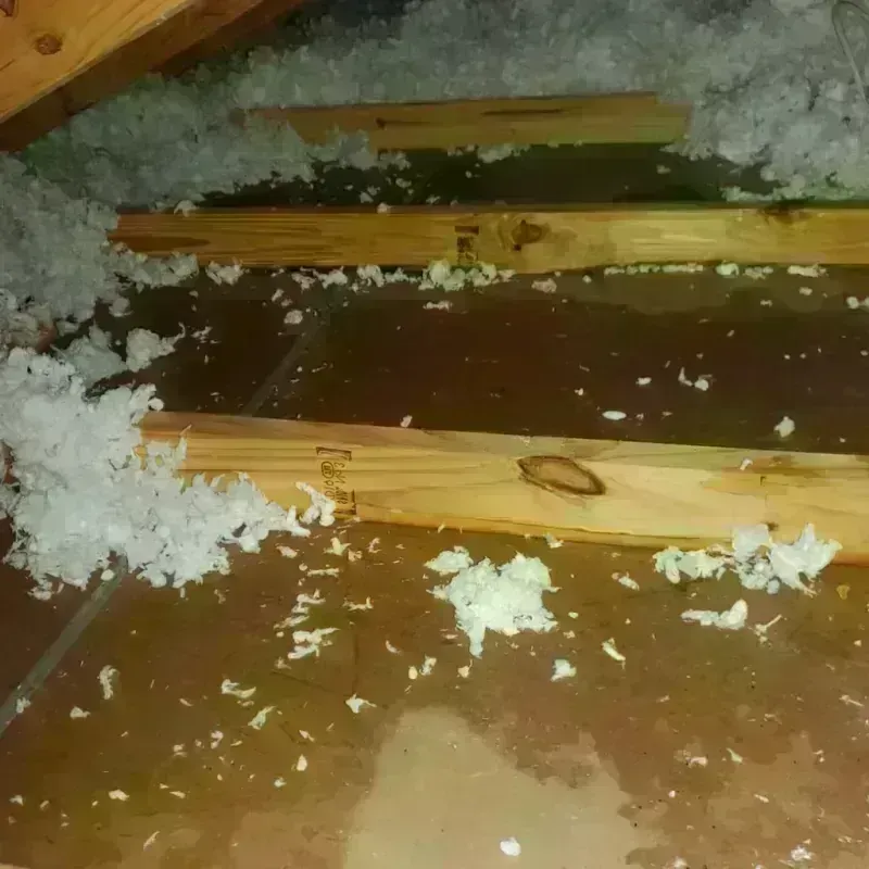 Attic Water Damage in Lone Tree, IA