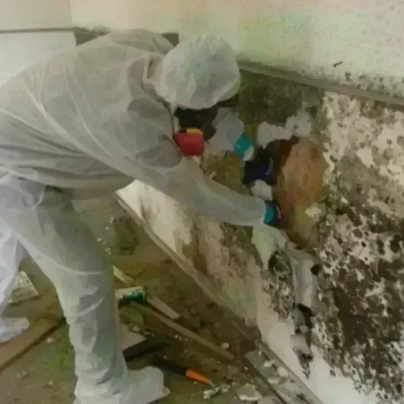 Mold Remediation and Removal in Lone Tree, IA